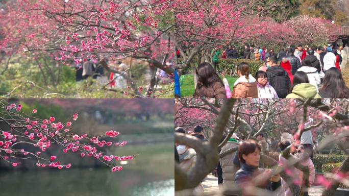 春季梅花公园赏梅