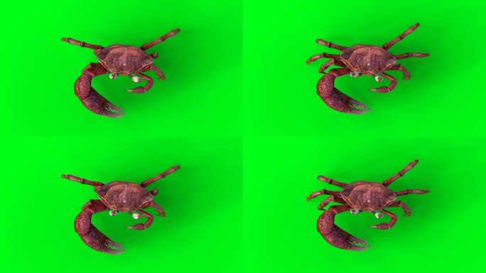 蟹行走。绿屏4k动画。
