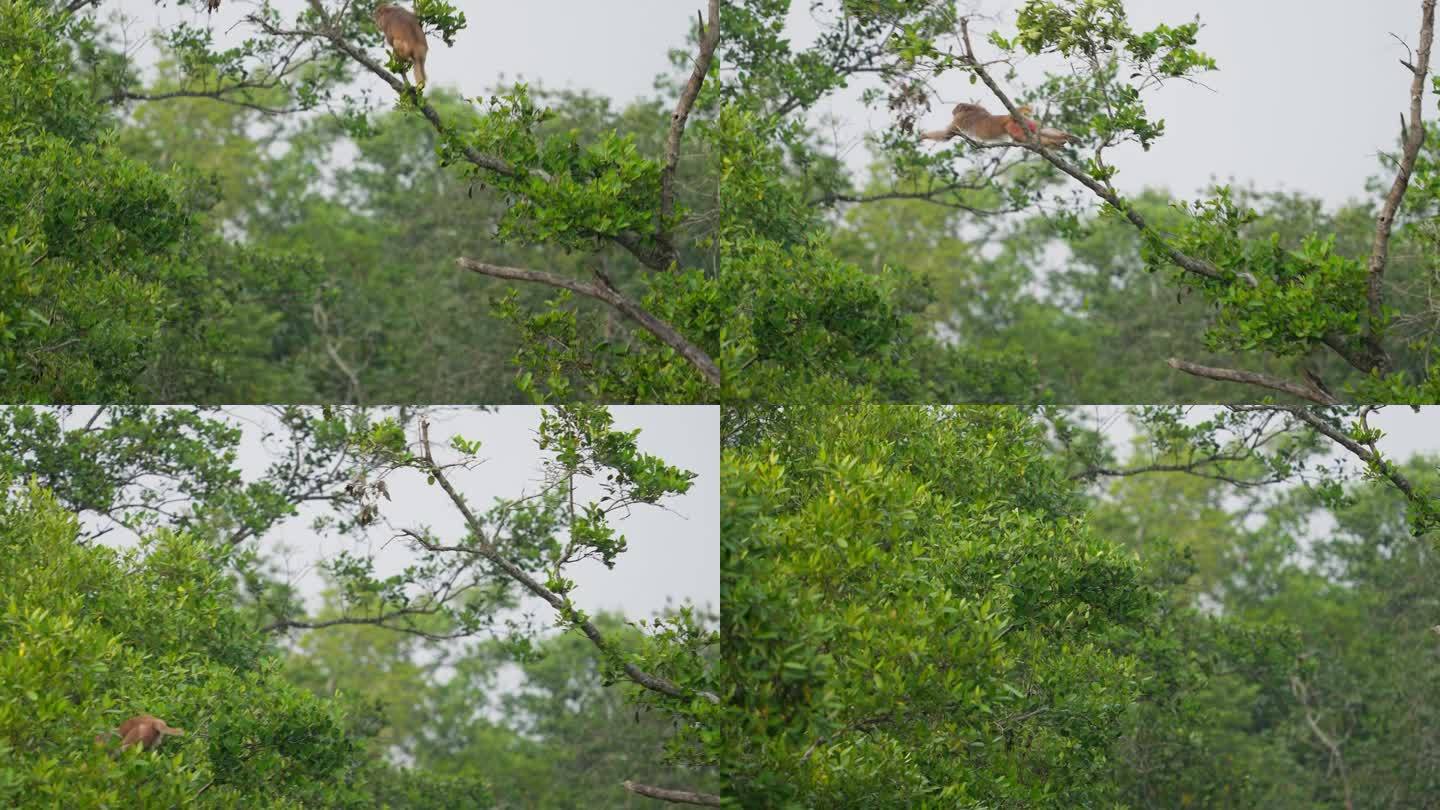 猕猴从孙德尔本斯红树林的树上跳下来