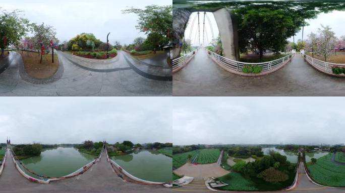 雨天的湿地公园紫荆花全景