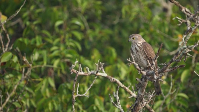 这只冠蛇鹰(Spilornis cheela)栖息在孙德尔本斯红树林的一棵树上