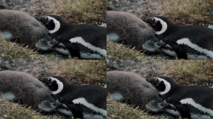 在阿根廷火地岛的马提略岛，成年麦哲伦企鹅和小企鹅。特写镜头
