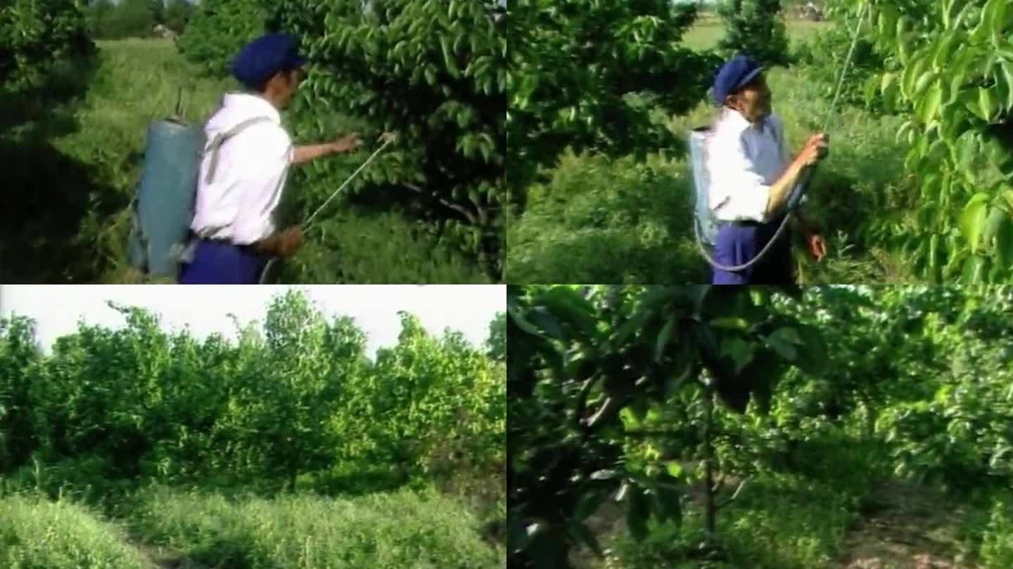 80年代 承包梨园 给梨树打农药