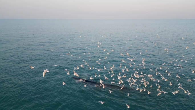 布氏鲸捕食海鸥群飞