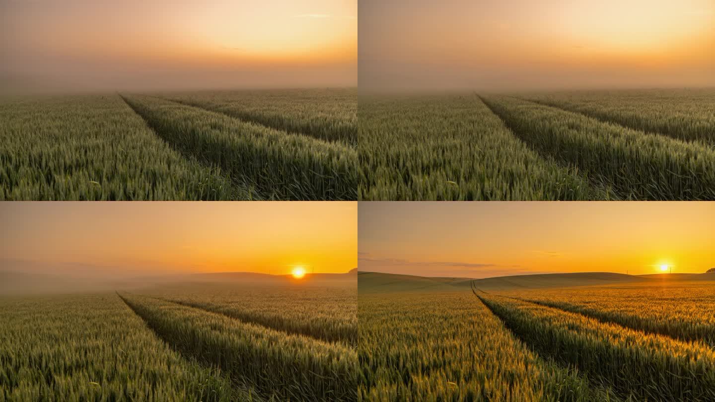 时间流逝的雾笼罩在宁静的绿色小麦作物在日出
