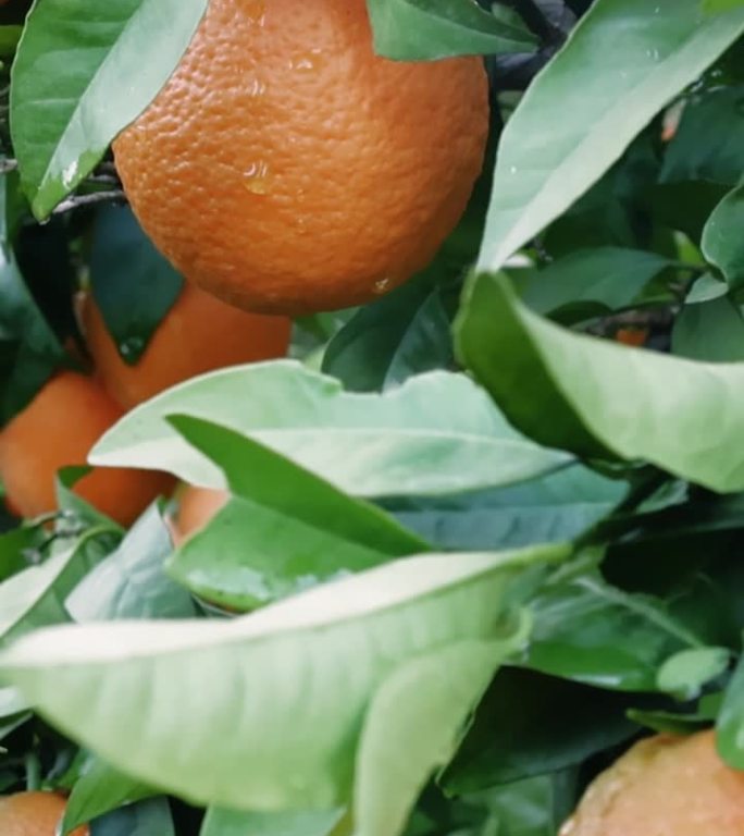 充满活力的成熟橙子，是本土农产品的完美典范。非常适合推广本土产品的效益。捕捉到了柑橘果园里自家产品的