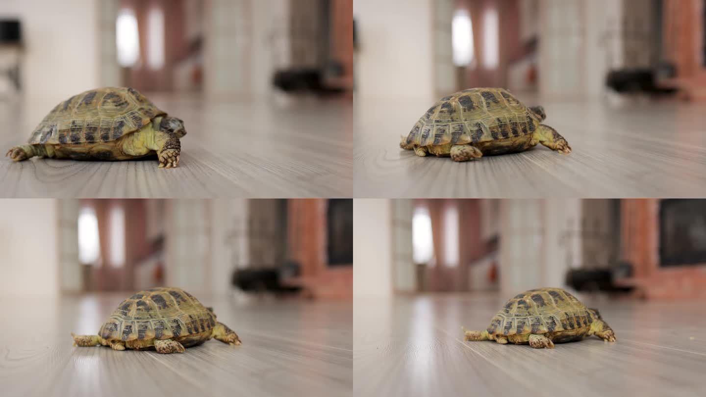 陆龟转身爬走了。在家里养爬行动物