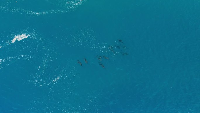 从上面看，海豚在海水中游泳