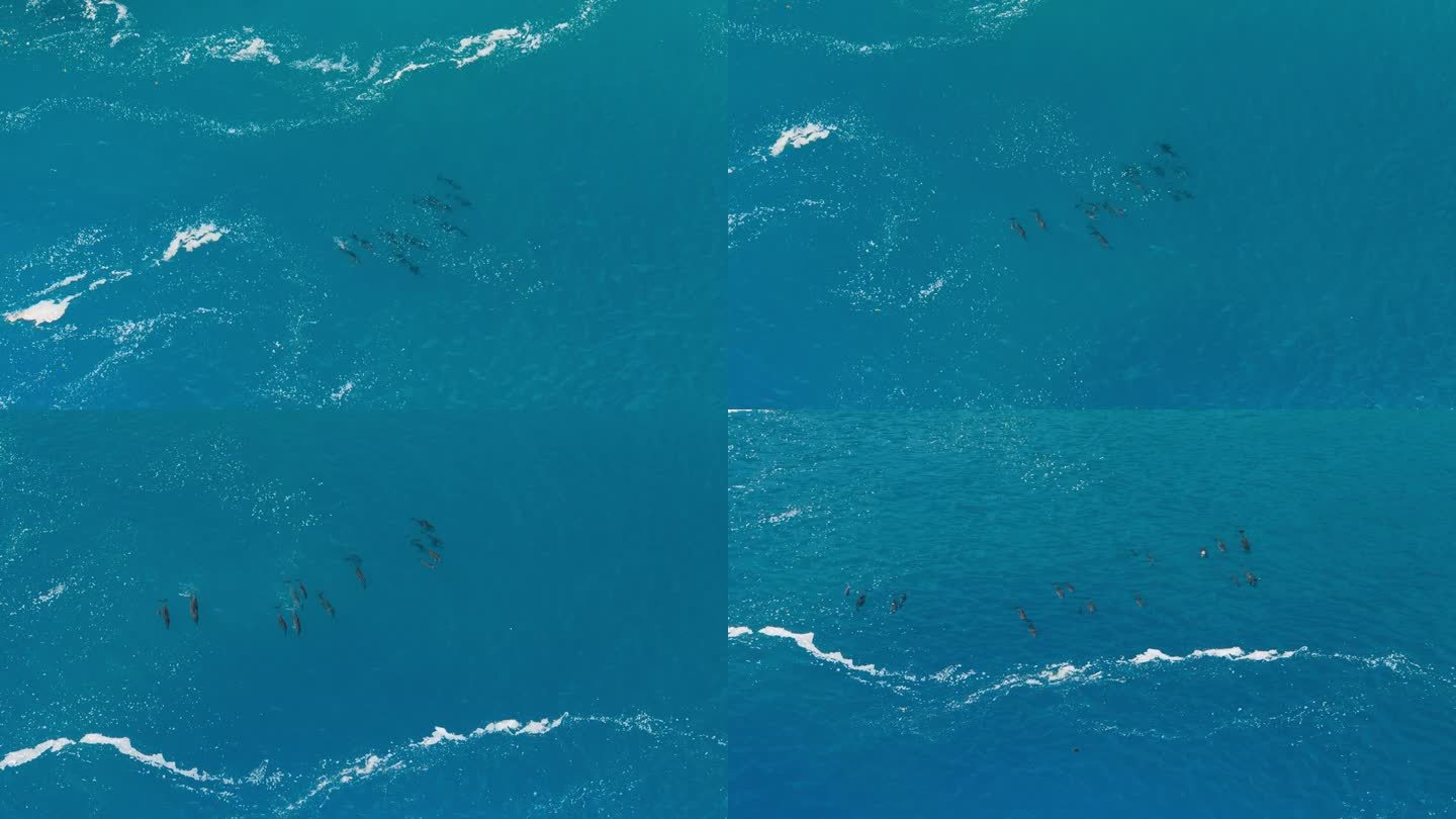 从上面看，海豚在海水中游泳