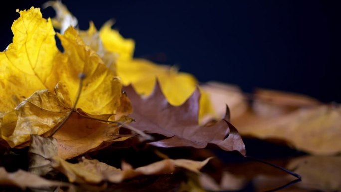 秋天的树叶在跳着动感的舞蹈，它们鲜艳的黄色、棕色和橙色在黑暗中闪闪发光。