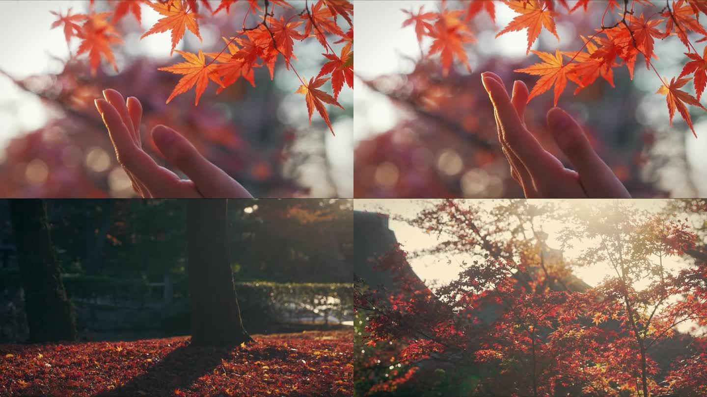 秋天枫叶唯美