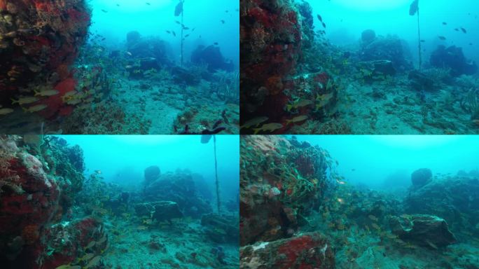 在加勒比海潜水时，黄尾鲷在珊瑚礁中漫游寻找食物。在佳能R5上以4K拍摄。