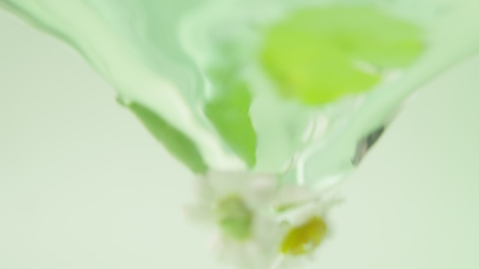 （原创）洋甘菊金钱草积雪草萃取水冲菊花