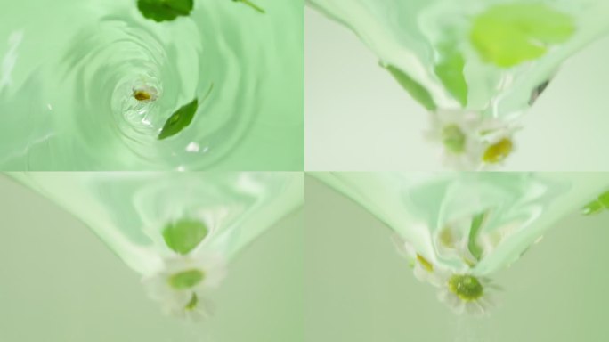 （原创）洋甘菊金钱草积雪草萃取水冲菊花