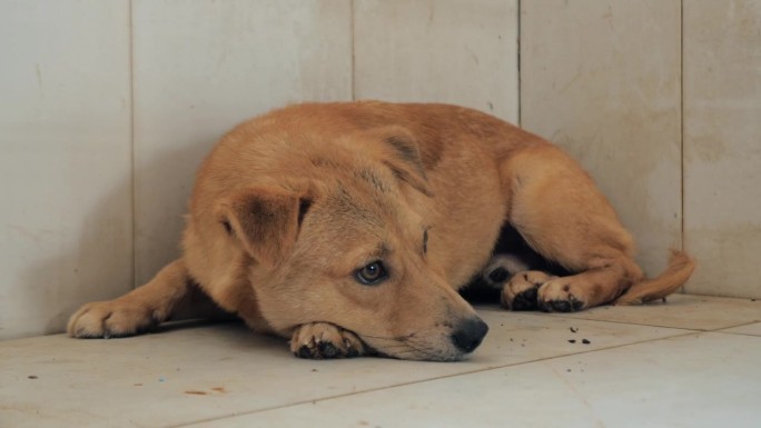 流浪狗孤独地躺在收容所里的地板上，忍受着饥肠辘辘的悲惨生活，无家可归。动物庇护所概念