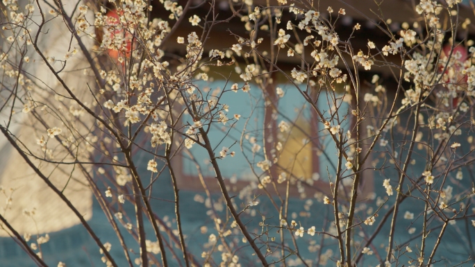 贾鲁河公园春天绽开的樱花杏花