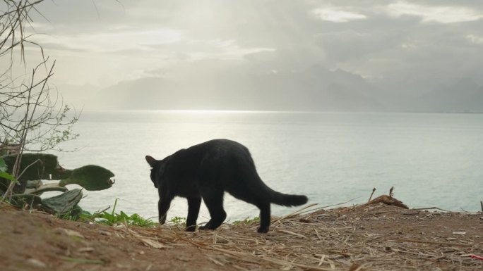 海边悬崖上的一只黑猫躲在灌木丛里不让我看见。在阴天的背景下，阳光穿透云层。