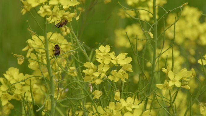 蜜蜂采花蜜