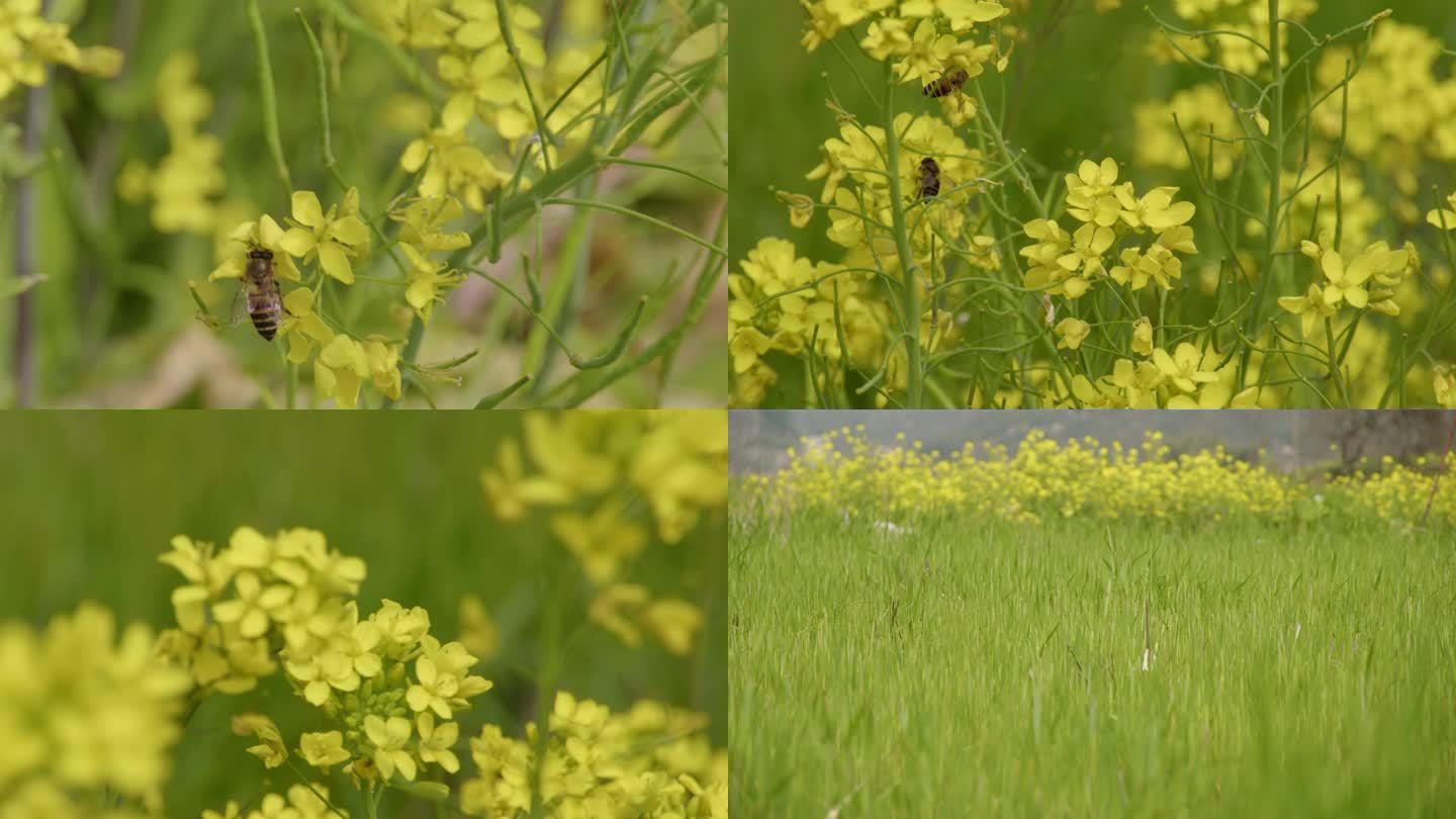 蜜蜂采花蜜