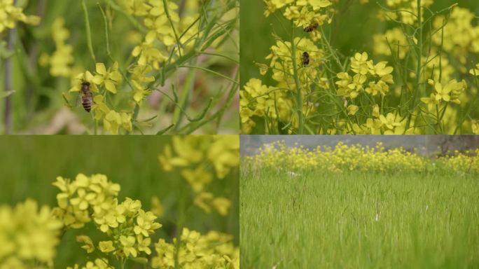 蜜蜂采花蜜