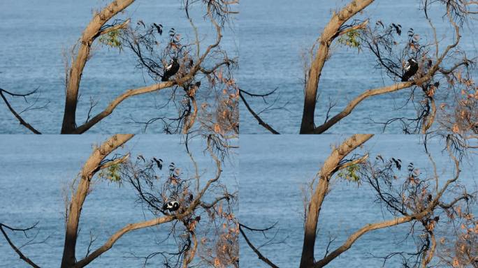 一只鸟从树枝上飞离，背景是大海。