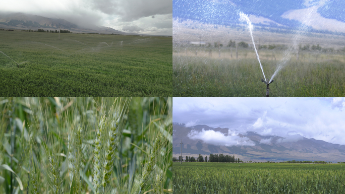 新疆哈密红山农场绿色麦田灌溉雪山