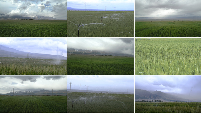 新疆哈密红山农场绿色麦田灌溉雪山
