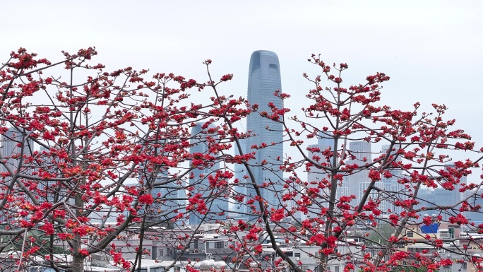 中国广东省广州市海珠区黄埔村木棉花