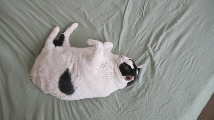 黑猫和白猫躺在床上