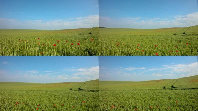 运动控制时间流逝红色罂粟花生长在阳光明媚的绿色麦田
