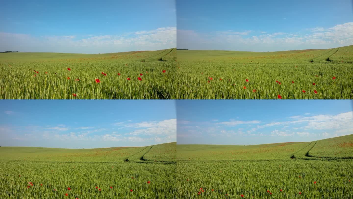 运动控制时间流逝红色罂粟花生长在阳光明媚的绿色麦田