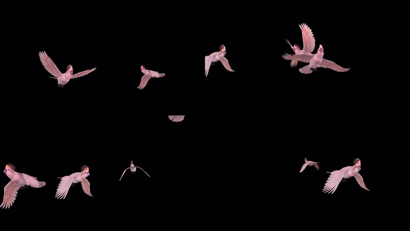 四只粉红凤头鹦鹉-鹦鹉鸟-飞行过渡-阿尔法通道