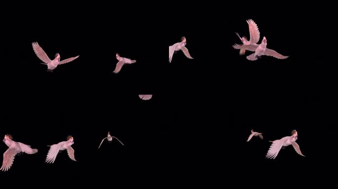 四只粉红凤头鹦鹉-鹦鹉鸟-飞行过渡-阿尔法通道