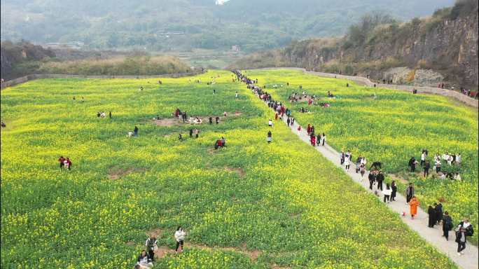 航拍天堂坝矿山公园游客观赏油菜花4K视频