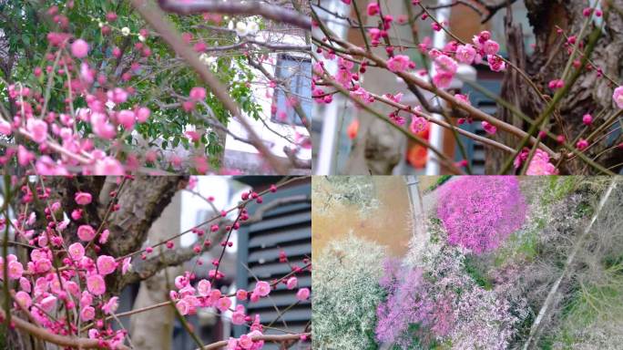 杭州植物园灵峰探梅梅花开了风景视频素材4