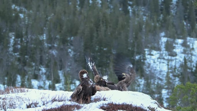 两只老鹰争夺死狐狸，第三只老鹰看着，然后接管猎物