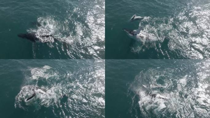 一只小座头鲸的鸟瞰图，它的妈妈拍打着它们的鳍