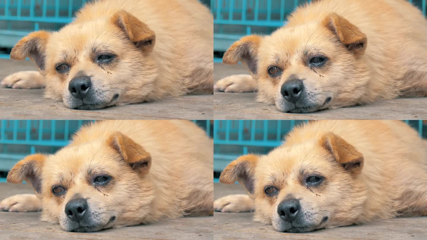 流浪狗孤独地躺在收容所里的地板上，忍受着饥肠辘辘的悲惨生活，无家可归。动物庇护所概念