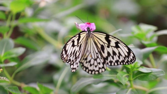 蝴蝶大自然自然动物昆虫翅膀蝴蝶动物春天