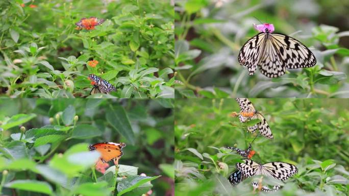 蝴蝶大自然自然动物昆虫翅膀蝴蝶动物春天