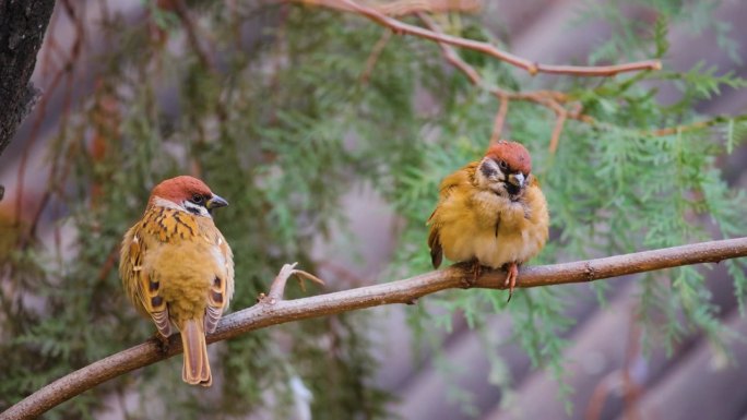 树枝上的麻雀小鸟在树枝上梳理羽毛保护动物
