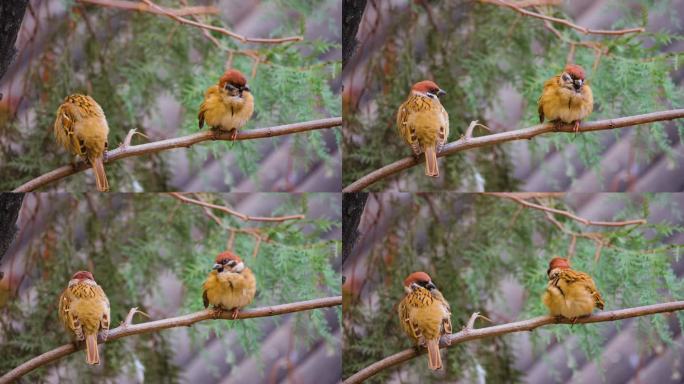 树枝上的麻雀小鸟在树枝上梳理羽毛保护动物