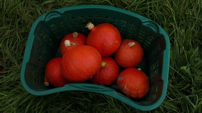 北海道秋天花园里的篮子里装着成熟的桔子南瓜。县城边的塑料箱里有不同的南瓜蔬菜在绿色的草地上。收获西葫