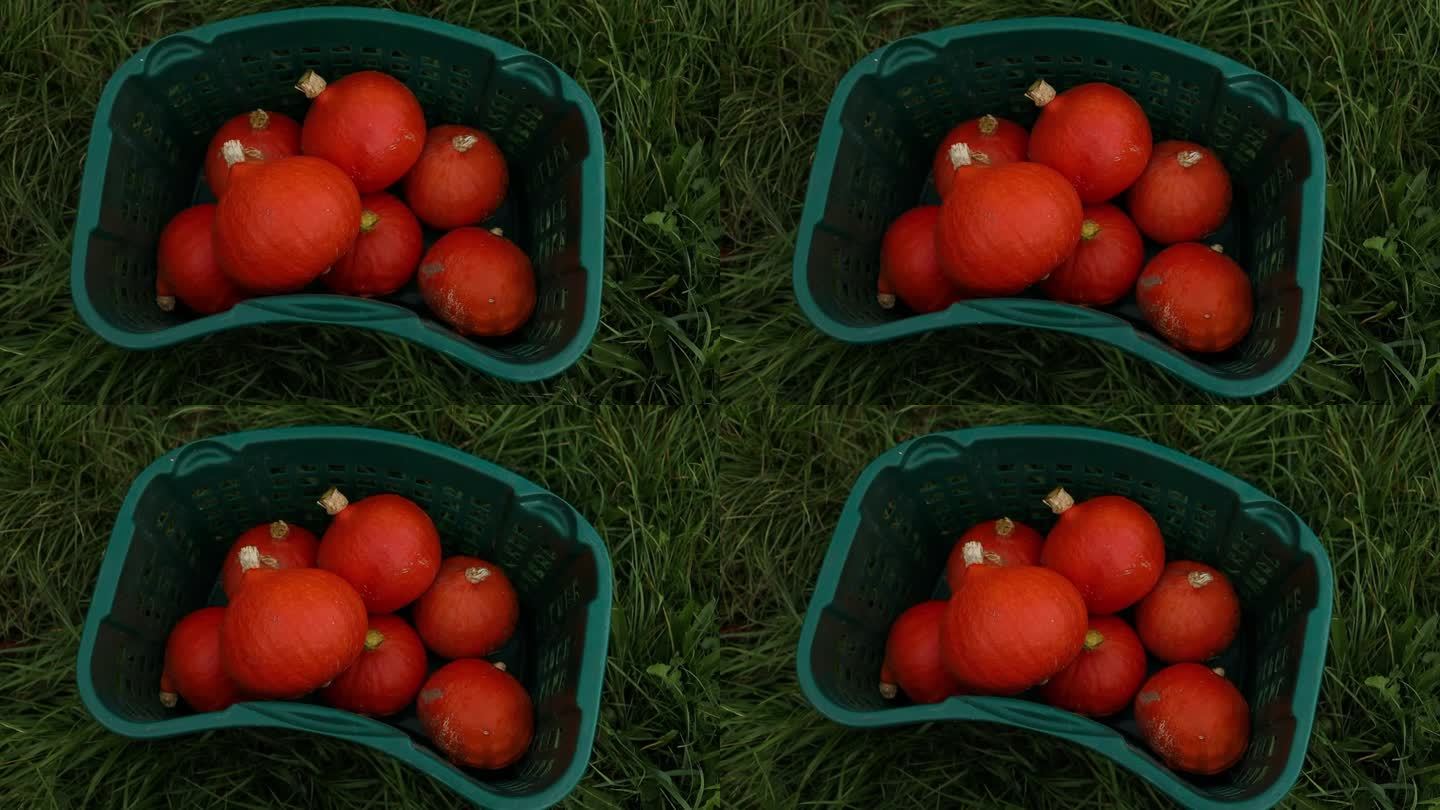 北海道秋天花园里的篮子里装着成熟的桔子南瓜。县城边的塑料箱里有不同的南瓜蔬菜在绿色的草地上。收获西葫