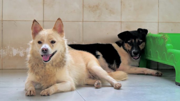 流浪狗躺在收容所里的地板上，忍受着饥肠辘辘的悲惨生活，无家可归。动物庇护所概念