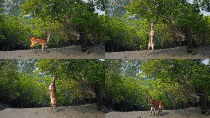 在印度孙德尔本斯的红树林中，斑点鹿或赤鹿