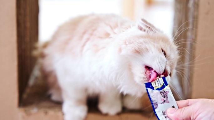 白猫吃零食喂猫