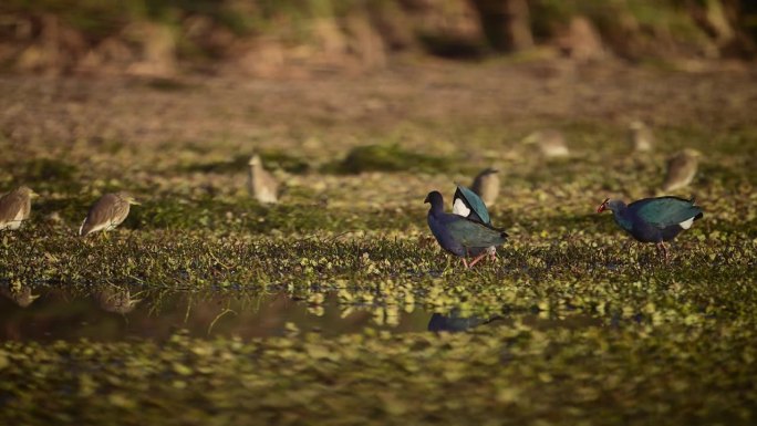 在湿地里试图捕食灰头沼泽鸟的掠食性鸟类
