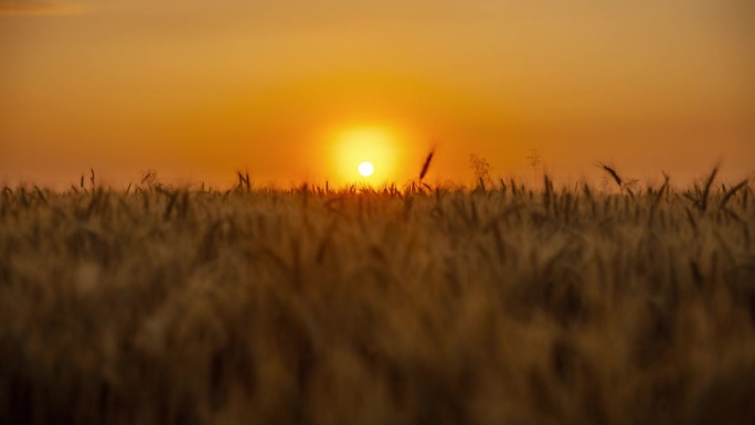 时间流逝的日出在金色的小麦作物