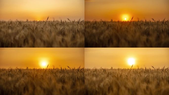 时间流逝的日出在金色的小麦作物